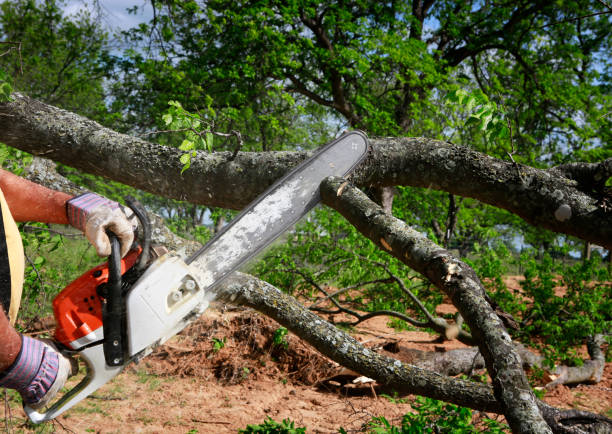 Best Tree Risk Assessment  in Oak Hills Pce, LA